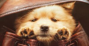 Hachiko: Para Sempre | Entenda se vale assistir a versão de 2024